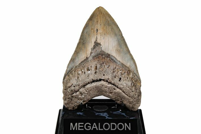 Serrated, 5.31" Fossil Megalodon Tooth - North Carolina